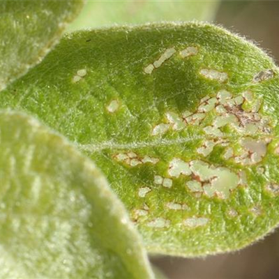 Blattkäfer an Gehölzen