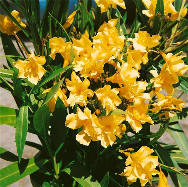 Nerium oleander, gelb