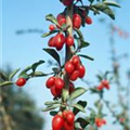 Lycium barbarum