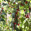 Lycium barbarum 'Big Lifeberry'®