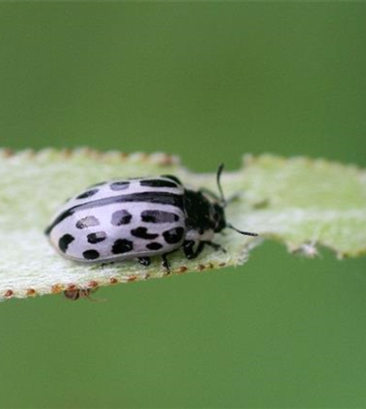 Blattkäfer an Weiden