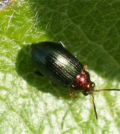 Blattkäfer an Weiden