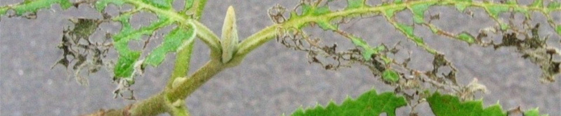 Viburnumblattkaeferschadbild1-800x600