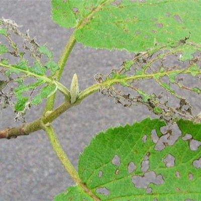 Blattkäfer an Schneeball