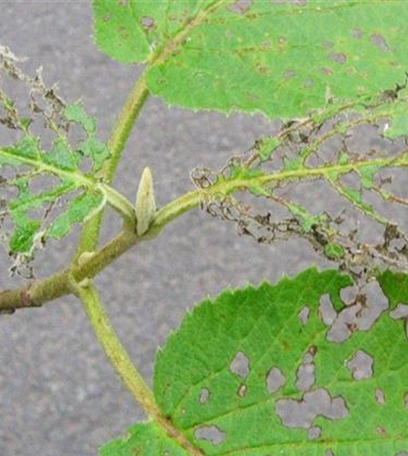 Blattkäfer an Schneeball