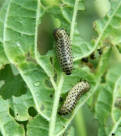 Blattkäfer an Schneeball