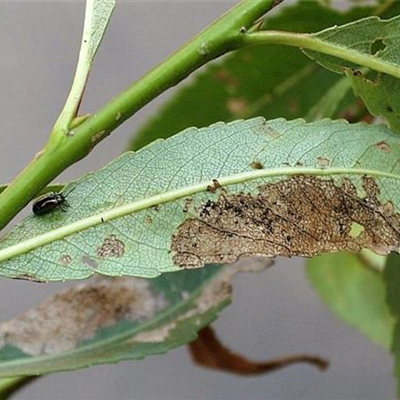 Blattkäfer an Weiden