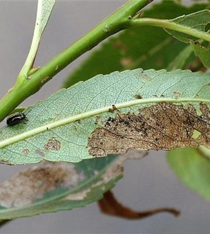 Blattkäfer an Weiden