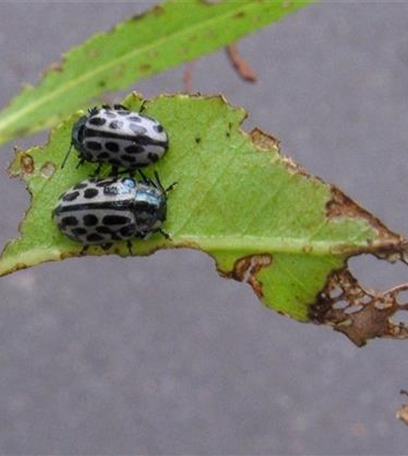 Blattkäfer an Weiden