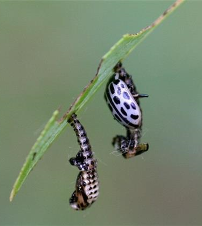 Blattkäfer an Weiden