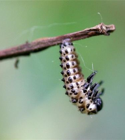 Blattkäfer an Weiden