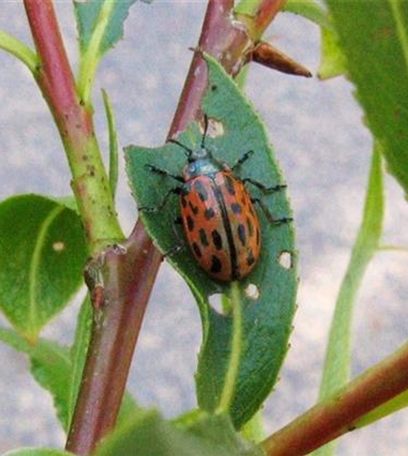 Blattkäfer an Weiden