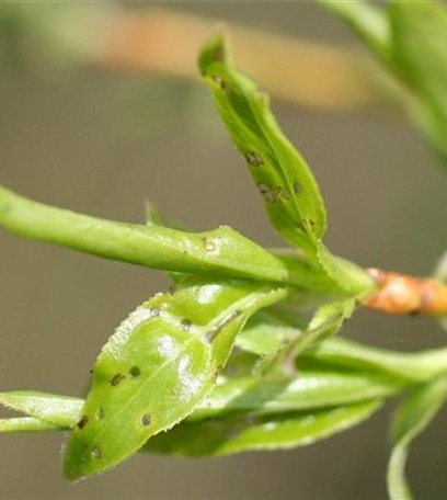 Blattkäfer an Weiden