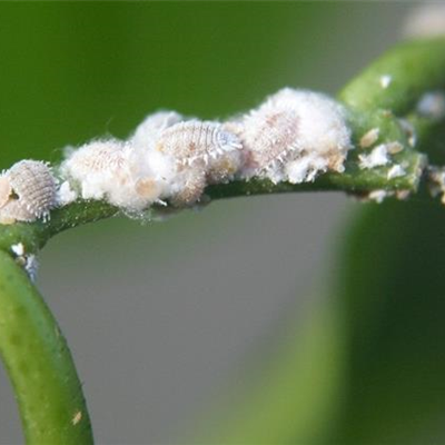 Wollläuse an Zimmerpflanzen