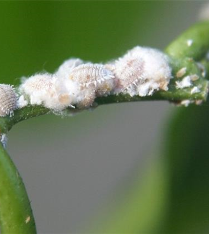 Wollläuse an Zimmerpflanzen