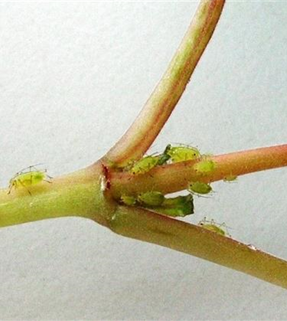 Blattläuse an Stauden und Sommerblumen