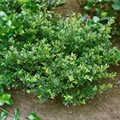 Ilex crenata 'Stokes'