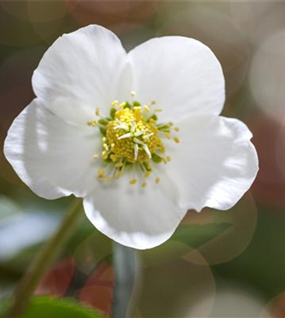 Christrosen pflegen – mit den Winterschönheiten durch den Advent