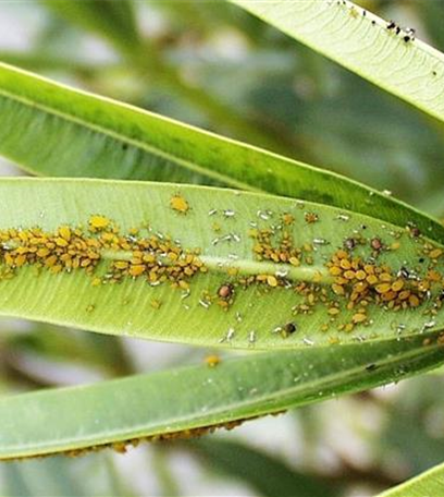 Blattläuse an Stauden und Sommerblumen
