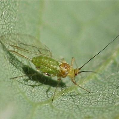 Blattläuse an Ahorn