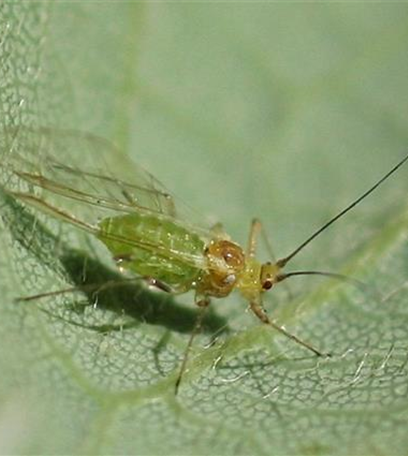 Blattläuse an Ahorn