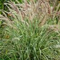 Pennisetum setaceum 'Sky Rocket'(s)