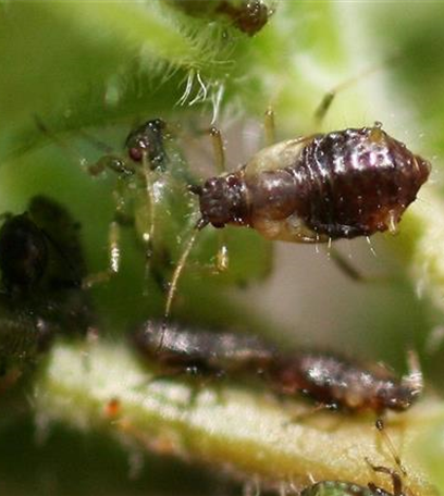 Blattläuse an Ahorn