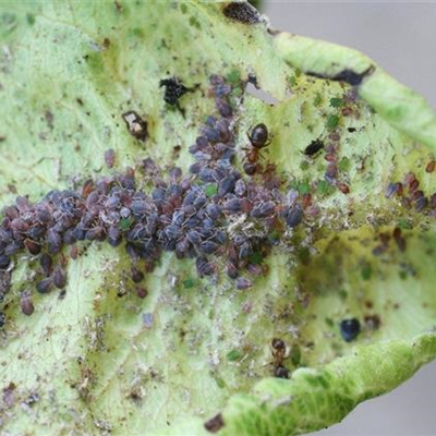 Blattläuse an Birnen