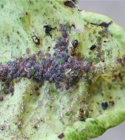 Blattläuse an Birnen