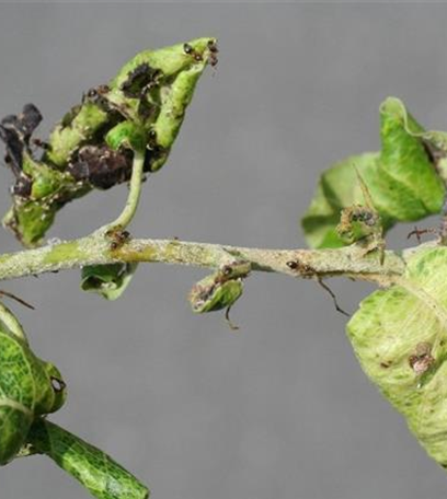 Blattläuse an Birnen