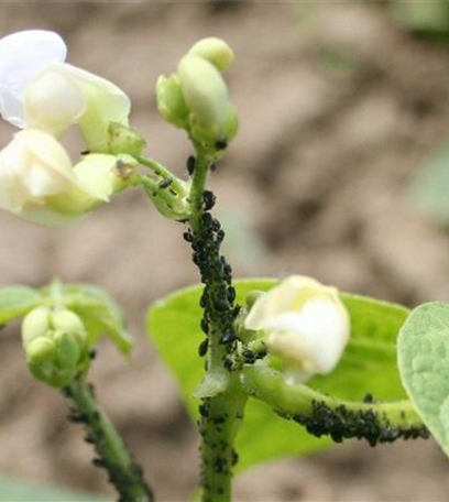 Blattläuse an Bohnen