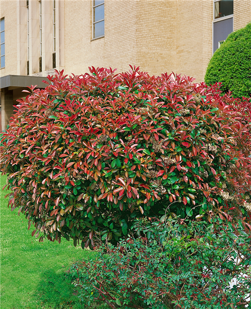 fagus sylvatica asterix Fagus sylvatica 'Asterix' – Majestic Trees