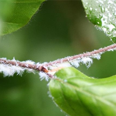 Blattläuse an Buchen