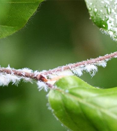 Blattläuse an Buchen