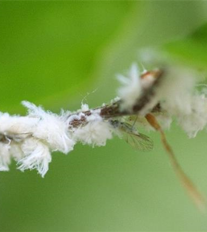 Blattläuse an Buchen