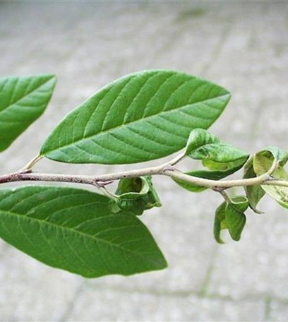 Blattläuse an Felsenmispeln