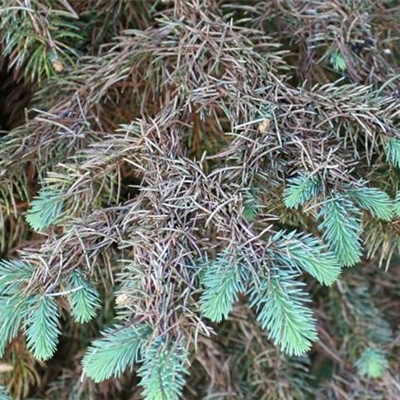 Blattläuse an Fichten und Tannen