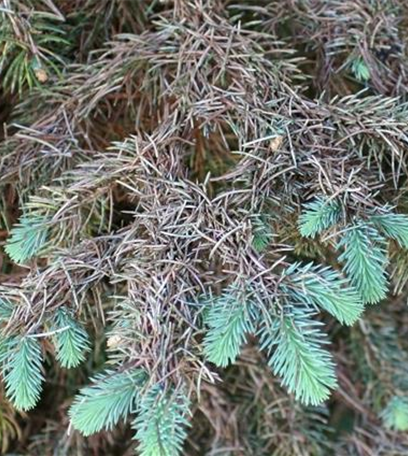 Blattläuse an Fichten und Tannen