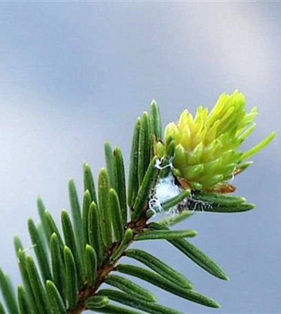 Blattläuse an Fichten und Tannen