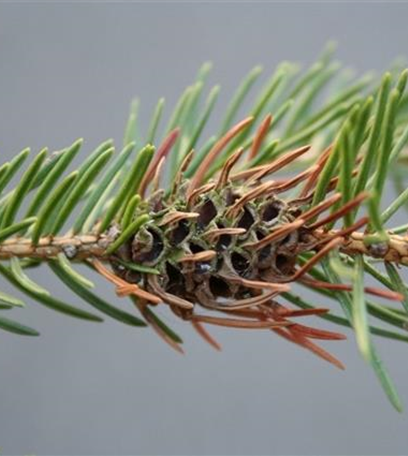 Blattläuse an Fichten und Tannen