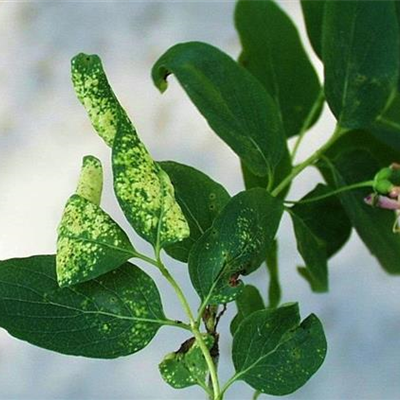 Blattläuse an Geißblatt und Heckenkirsche