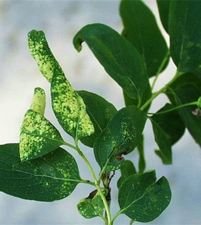 Blattläuse an Geißblatt und Heckenkirsche