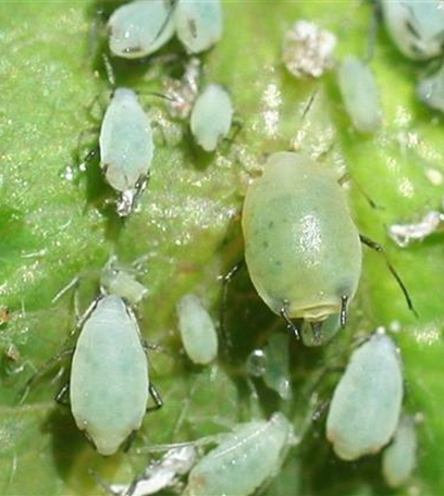Blattläuse an Geißblatt und Heckenkirsche
