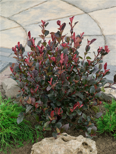 Photinia-fraseri-Little-Red-Robin-1200x630-proportionalbiggest.webp