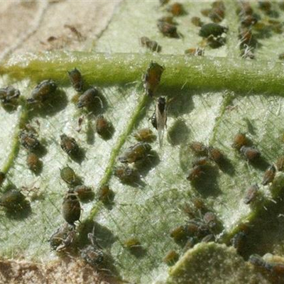 Blattläuse an Gurken