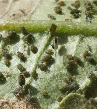 Blattläuse an Gurken