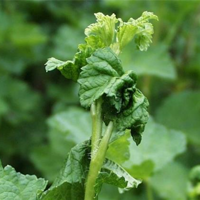 Blattläuse an Johannisbeeren