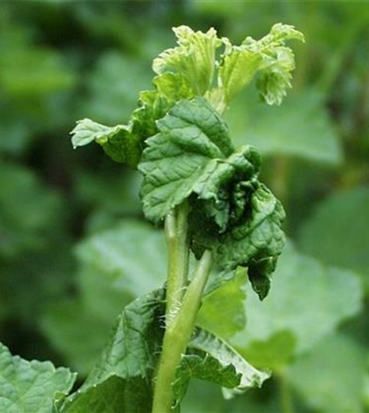 Blattläuse an Johannisbeeren