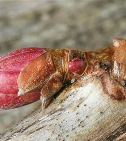 Blattläuse an Johannisbeeren
