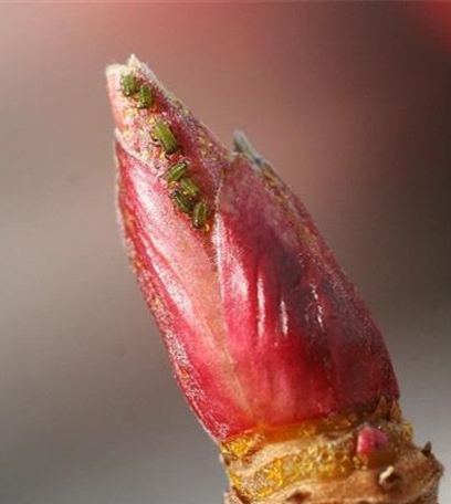 Blattläuse an Johannisbeeren